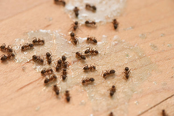 Best Spider Control Near Me  in Notasulga, AL