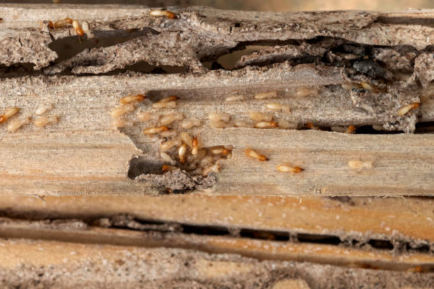 Reliable Notasulga, AL Pest Control Solutions
